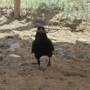 Common Raven (Wild)