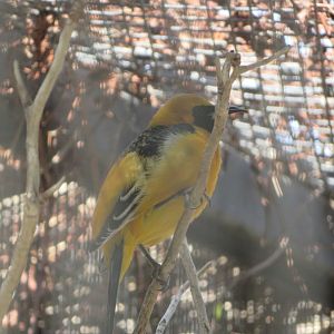 Hooded Oriole (Captive)