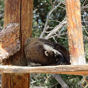 White-nosed Coati
