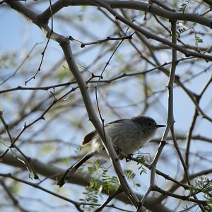Black-tailed Gnatcatcher (Wild)