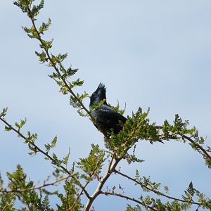 Phainopepla (Wild)