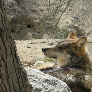 Mexican Gray Wolf