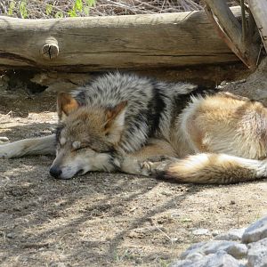Mexican Gray Wolf