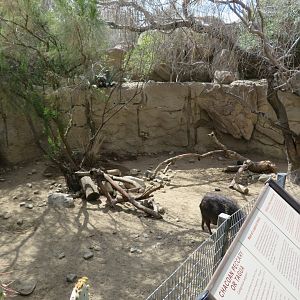 Chacoan Peccary Exhibit
