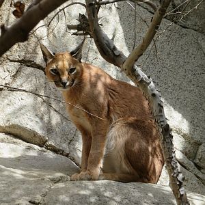 Caracal