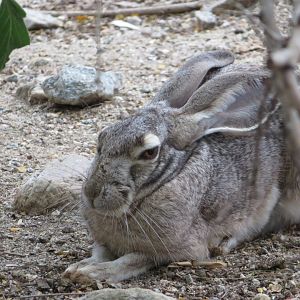 Black-tailed Jackrabbit (Captive)