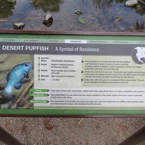 Desert Pupfish Sign