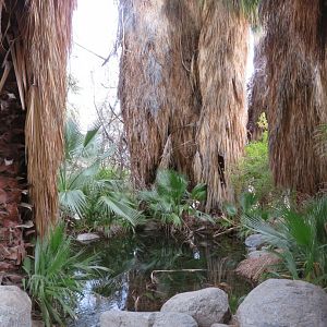 Palm Oasis