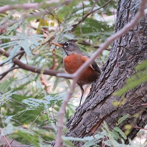 American Robin (Wild)