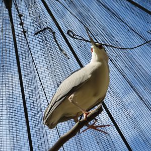 Black-crowned Night Heron (Captive)