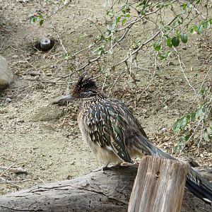 Greater Roadrunner (Captive)
