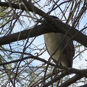Black-crowned Night Heron (Wild)