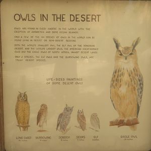 Owl Signage