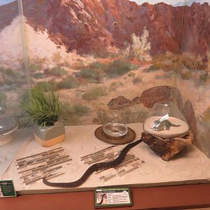 Rattlesnake Exhibit