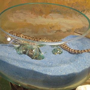 Long-nosed Leopard Lizard