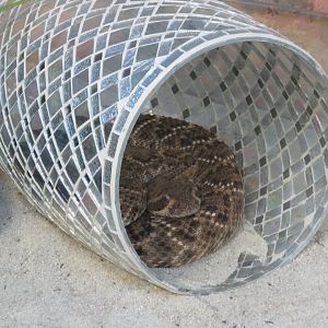 Western Diamondback Rattlesnake