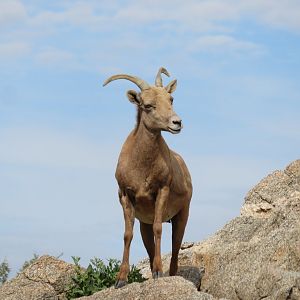 Desert Bighorn Sheep
