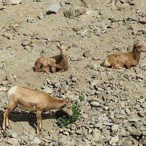 Desert Bighorn Sheep