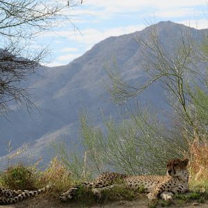 Cheetahs (w/ backdrop)