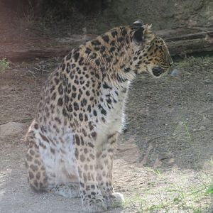 Amur Leopard