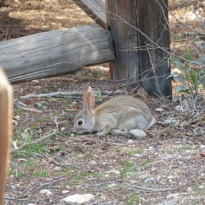 Desert Cottontail (Wild)
