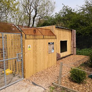 Golden jackals house