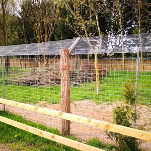 Golden jackal exhibit