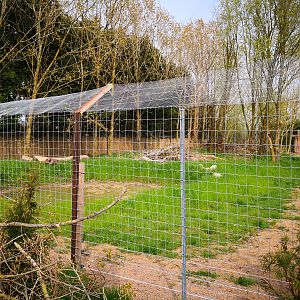 Golden jackal exhibit