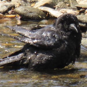 I think this is a fish crow