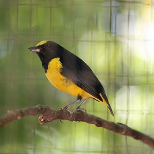 Spot-crowned Euphonia - Mar 2019