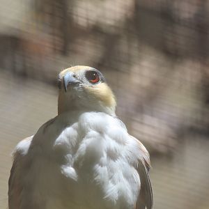 Pearl Kite -Mar 2019