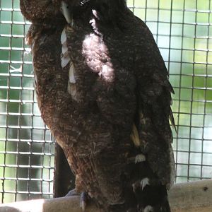 Mottled Owl - Mar 2019