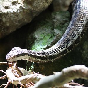 Costa Rican Montane Pitviper - Mar 2019
