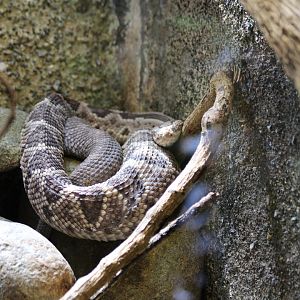 Central American Rattlesnake - Mar 2019