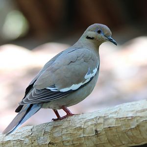 White-winged Dove - Mar 2019
