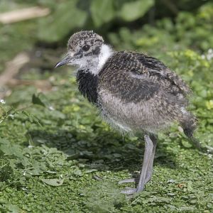 Blacksmith plover chick
