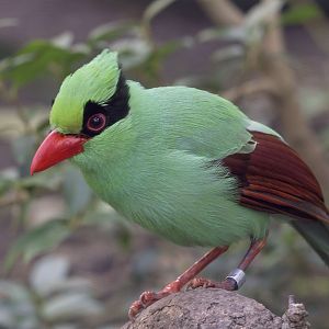 Javan green magpie