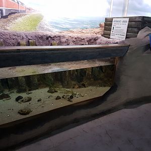 Wadden Sea aquarium