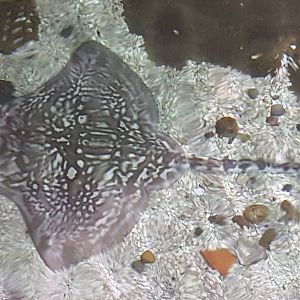 Thornback ray