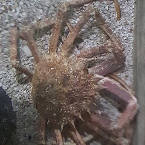 Crab-species - North Sea