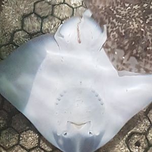 Thornback ray - underside