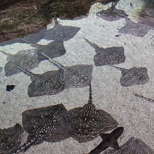 Thornback rays