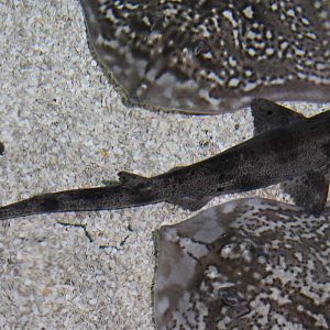 Small-spotted smooth hound