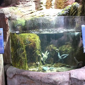 Small marine-tank