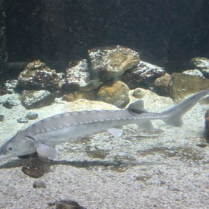 Atlantic sturgeon