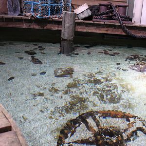 Sturgeon - crab spider aquarium