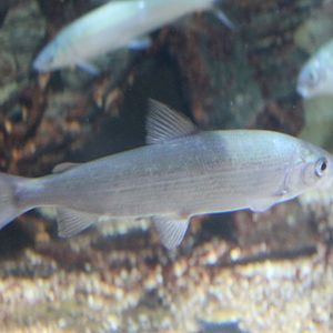 Houting - Coregonus oxyrhynchus