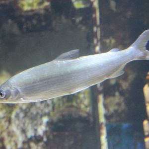 Houting - Coregonus oxyrhynchus