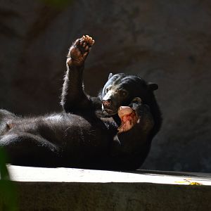 Sun Bear Sunning
