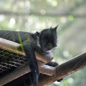 Francois Langur